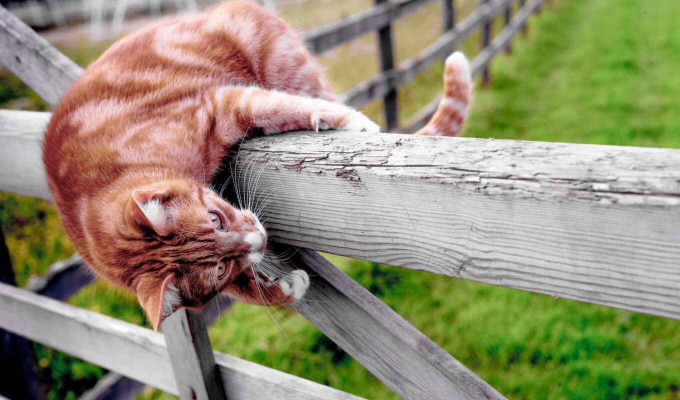 red, cat, animal, mood, fence, stripping