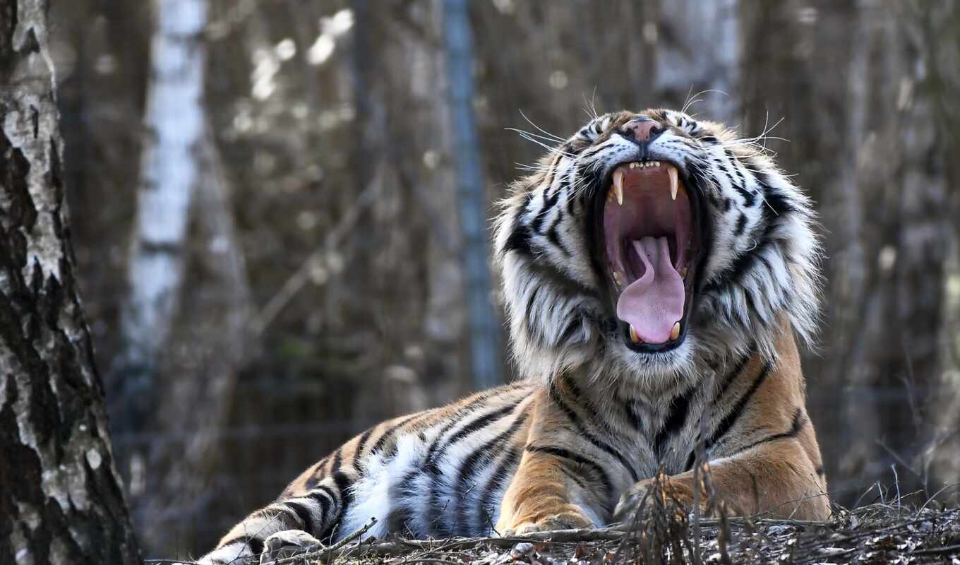 тигр, tigris