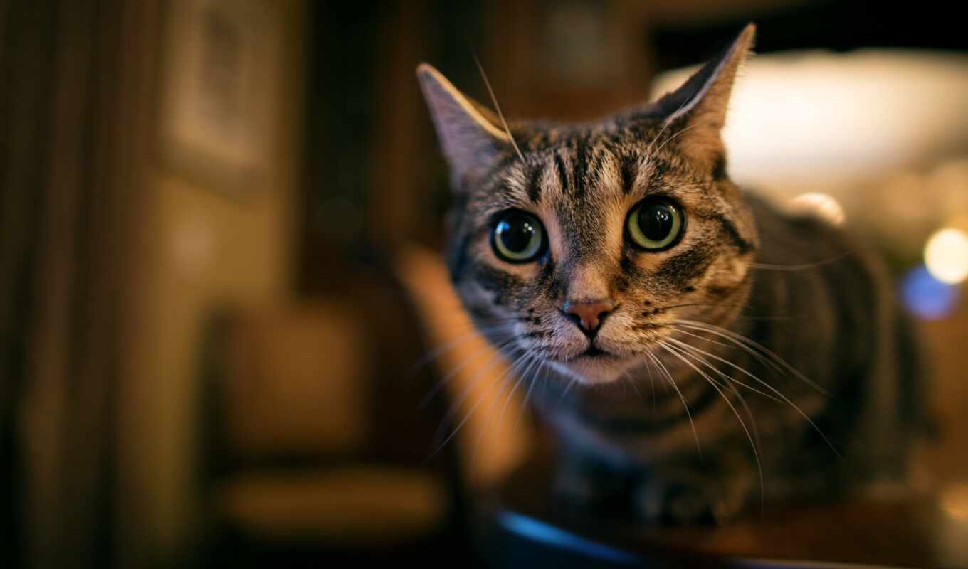 глаз, кот, akspicoboi