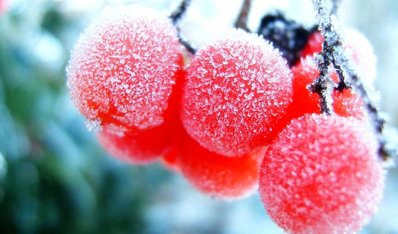 snow, winter, berry