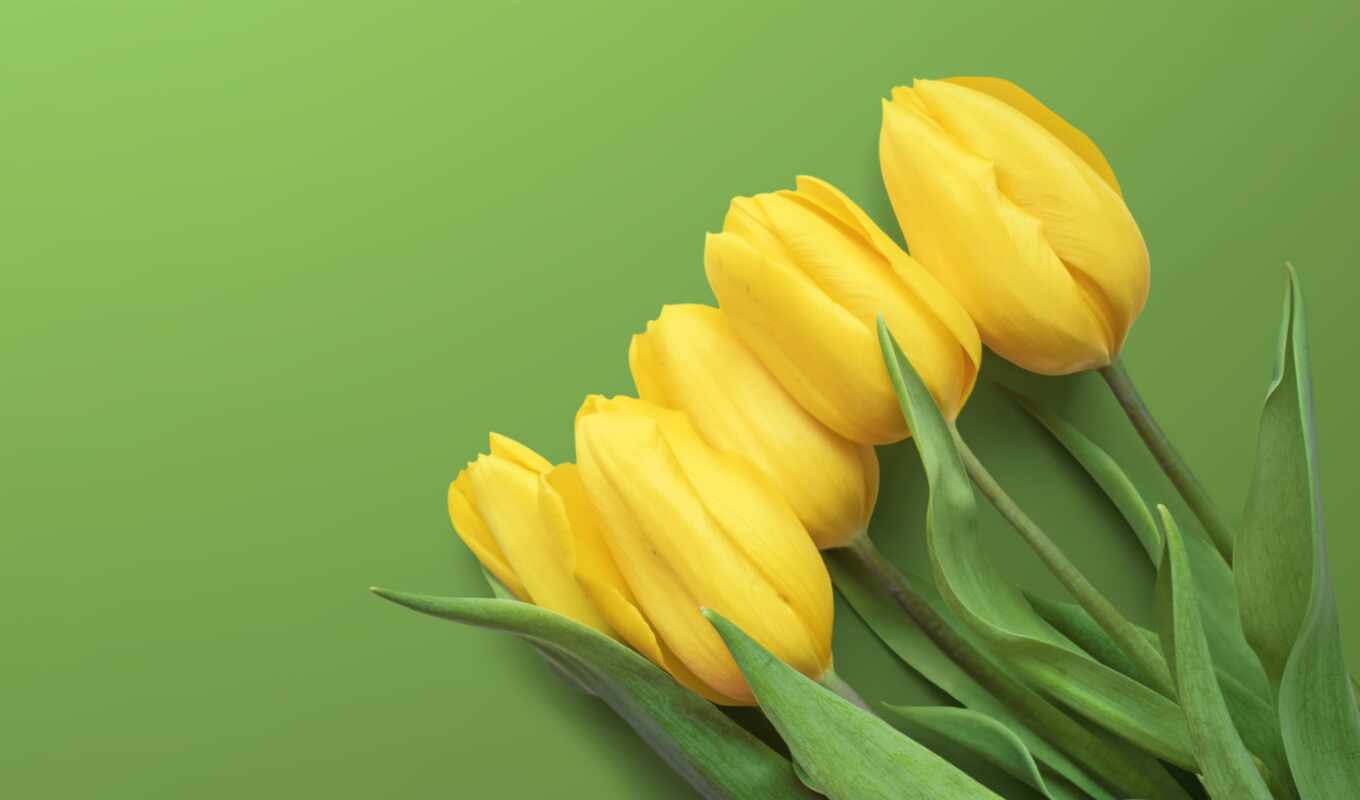 green, yellow, tulip