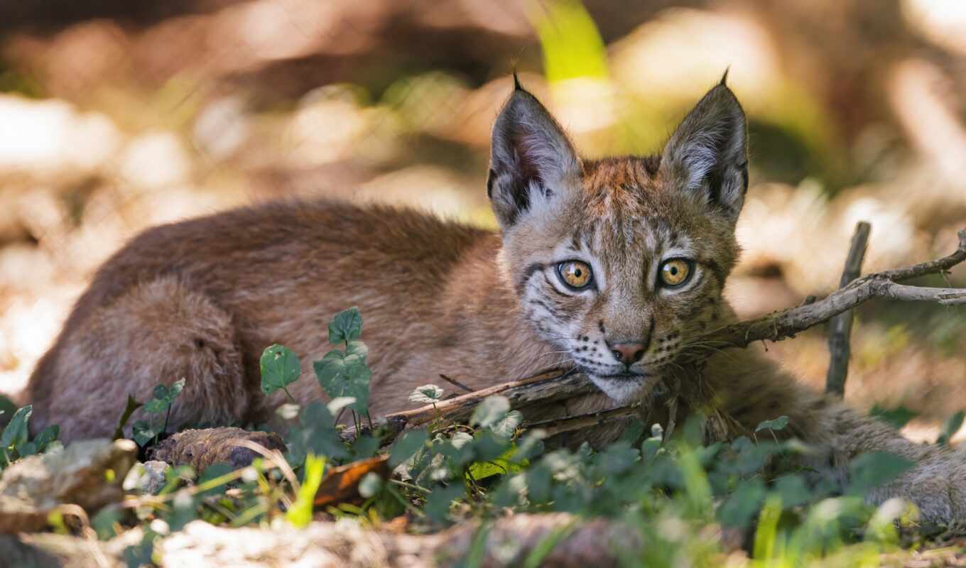 the cub, lynx