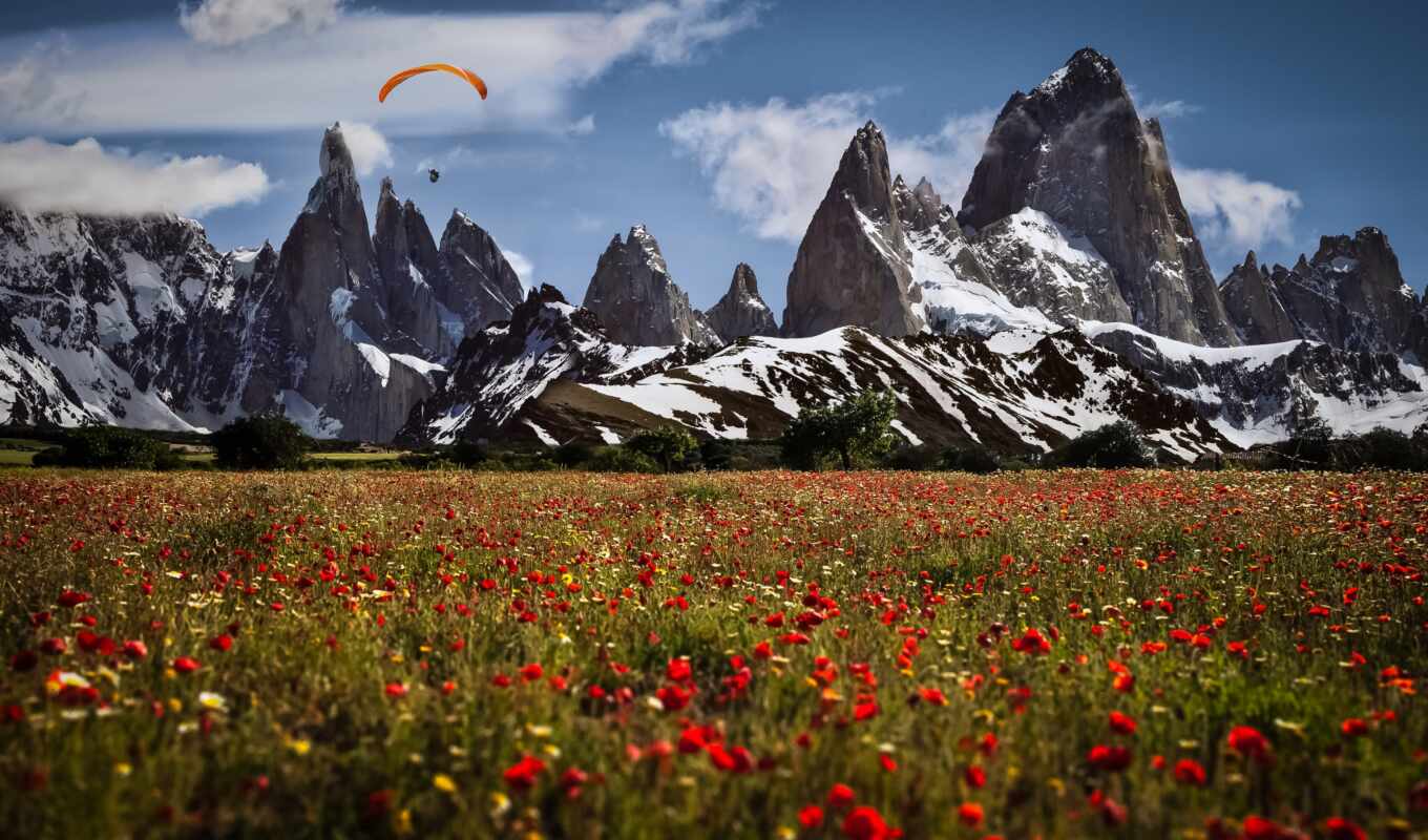 mountain, Argentina, Switzerland, meadow, poppy, small, mrwallpaper, uetliberg