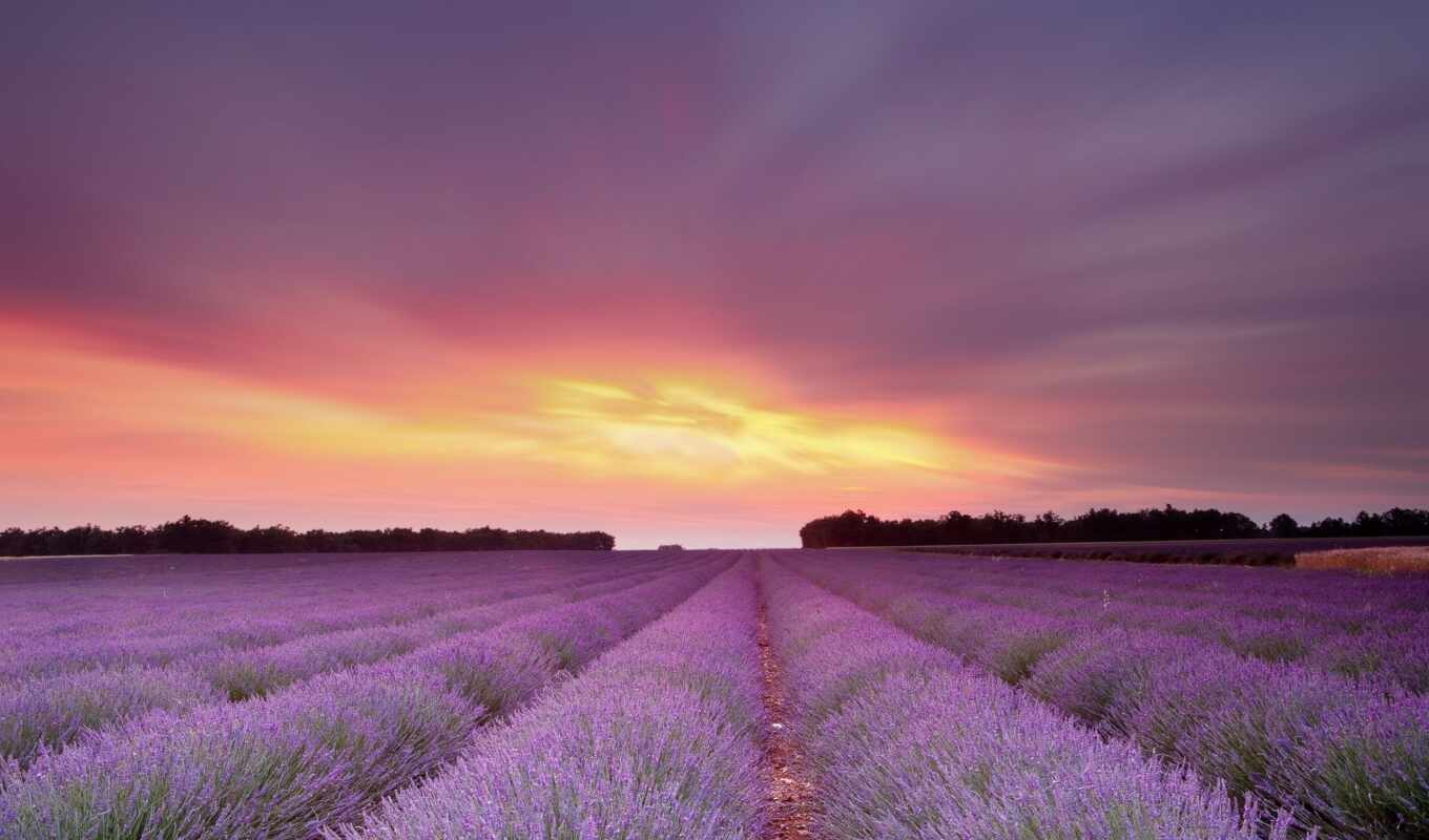 природа, небо, широкоформатные, закат, поле, cvety, lavender