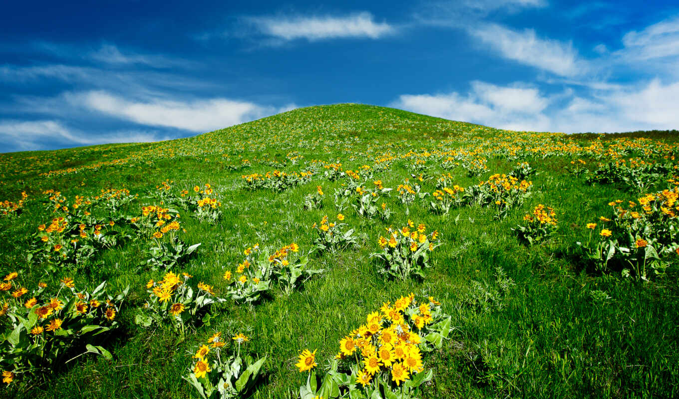 небо, трава, landscape, flowers, tapety, hill, flores, коллай