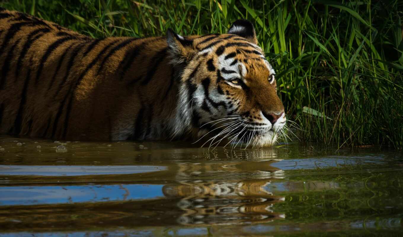 view, background, picture, grass, eyes, see, tiger, cats, reflection