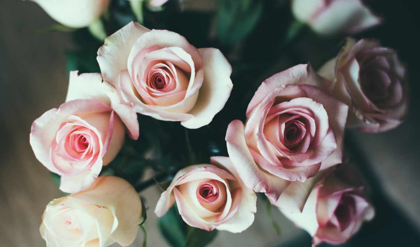 flowers, rose, white, pink, petal, beautiful, cvety, trojandi, makryi