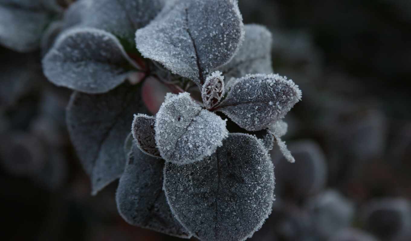 flowers, sheet, frost, plant, cold, darkness, makryi