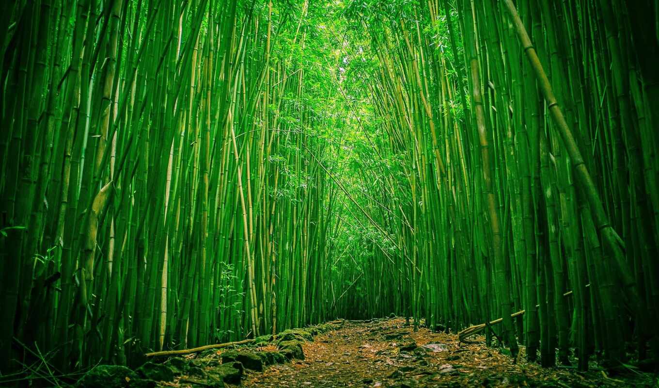лес, бамбук
