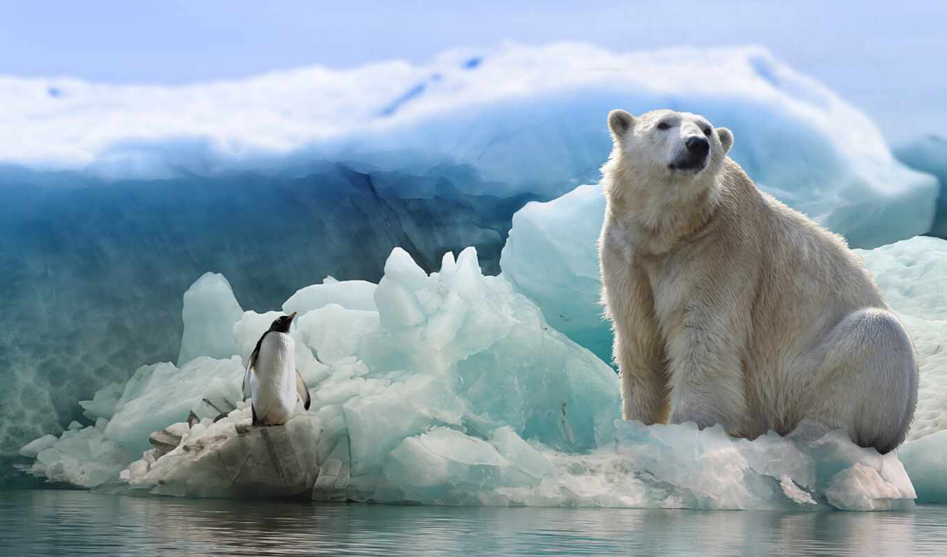 white, bear, Antarctica