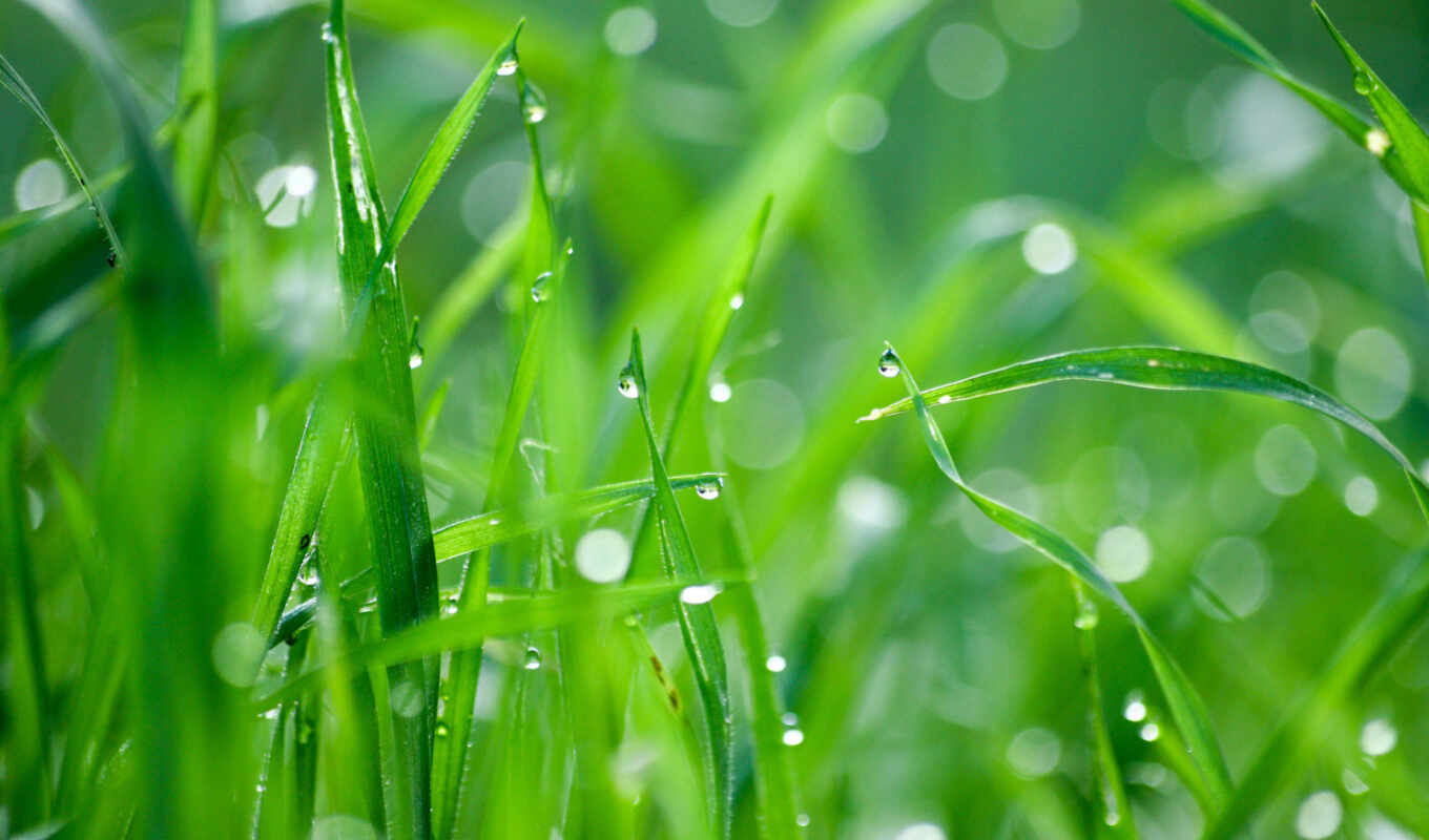 дождь, зелёный, трава, день