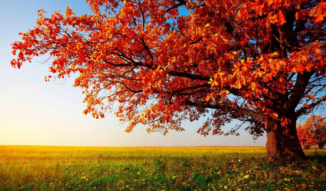 природа, деревья, картинка, дерево, листья, трава, поле, пейзаж, осень