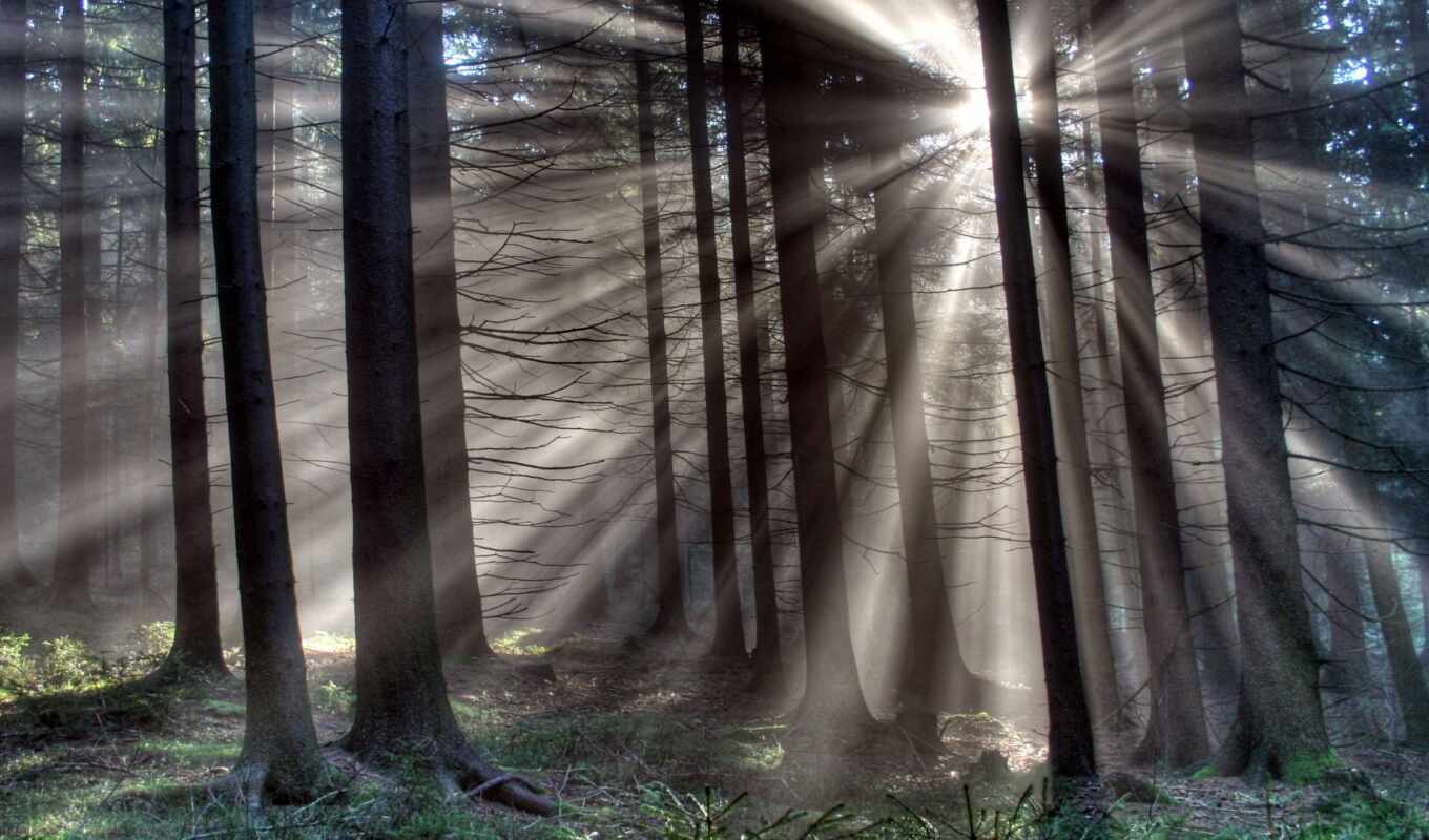 forest, forest, twilight, trees, suns, rays, pine trees, the old