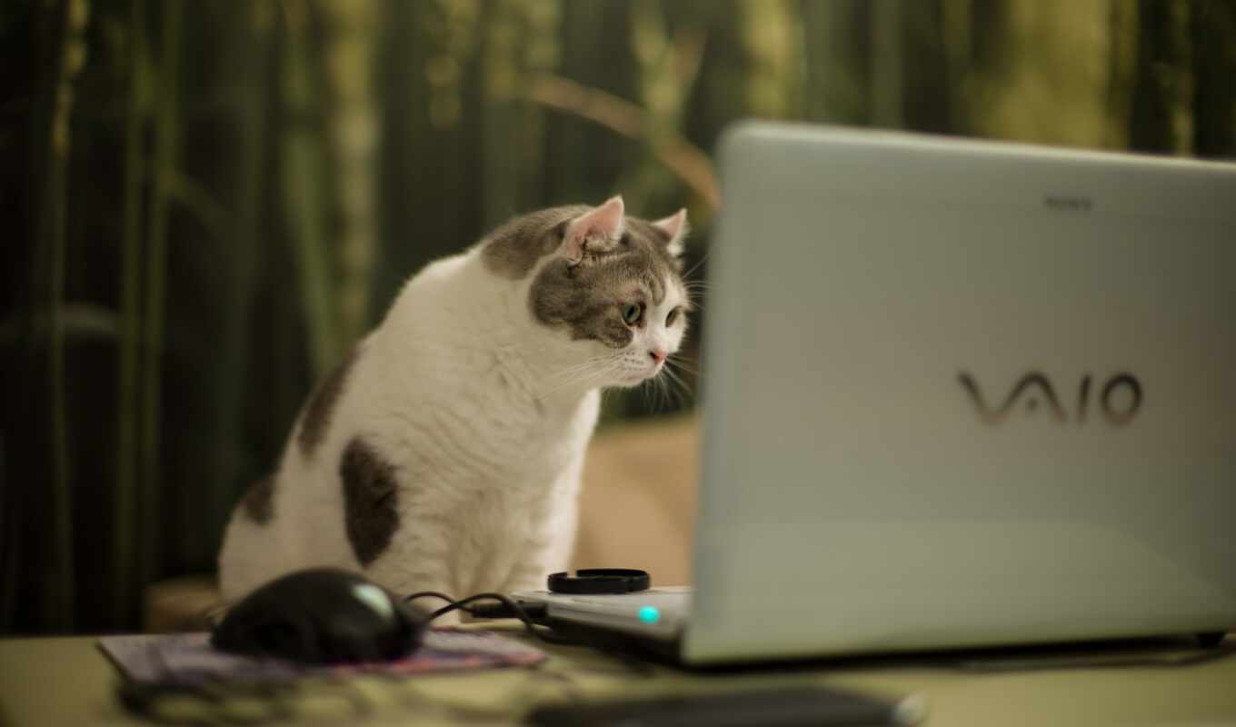 desktop, free, компьютер, ноутбук, кот, vaio