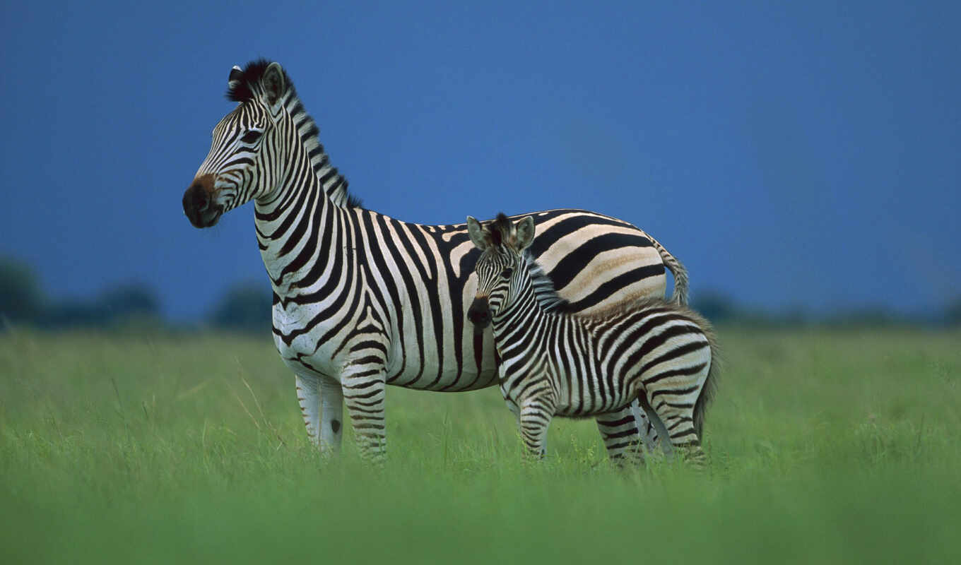 животных, детёныш, зооклубе, zebra, зебры