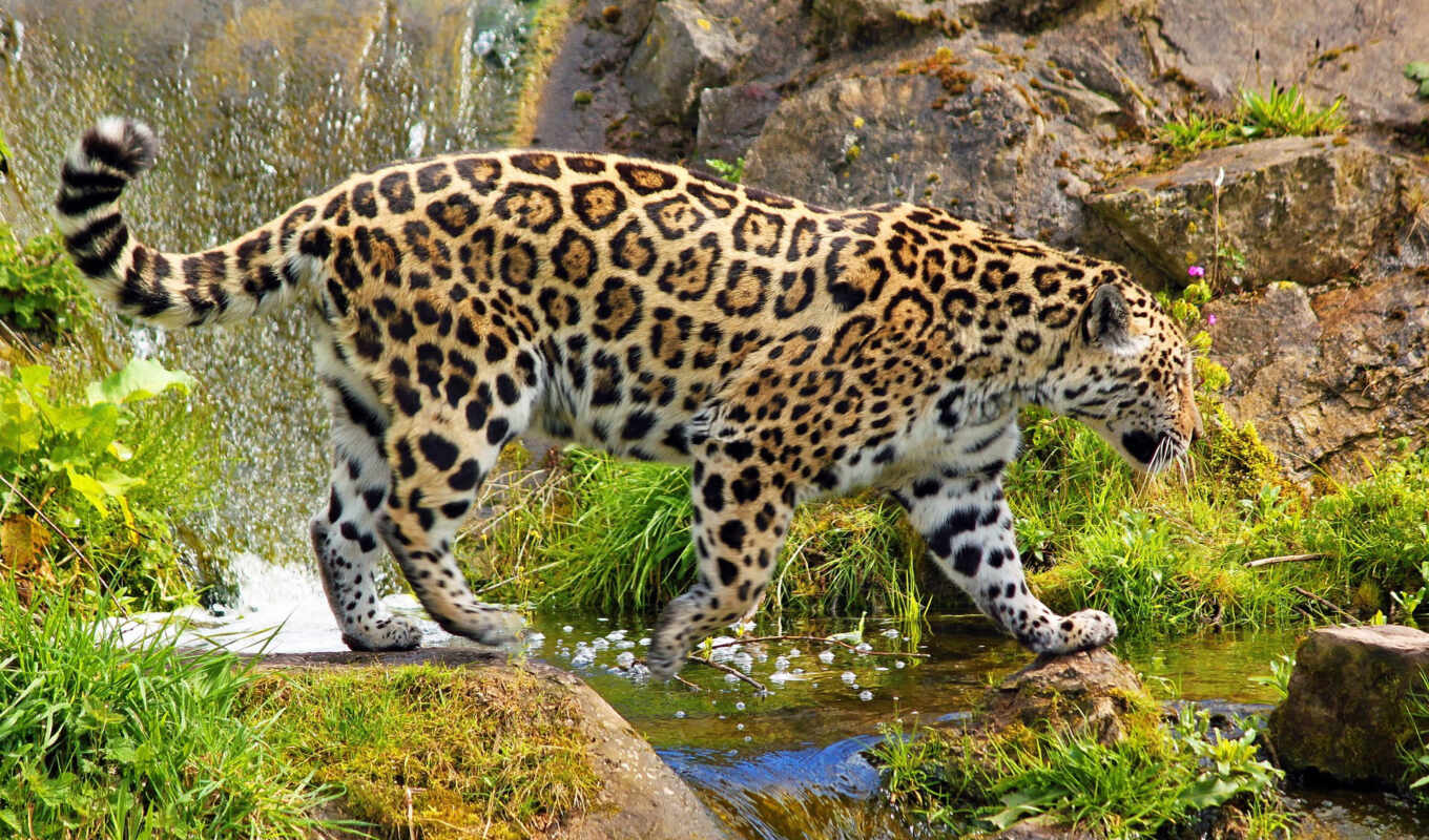 video, under, leopard, tiger, яndex, wool, jaguar, with water, zhivotnye, jagus