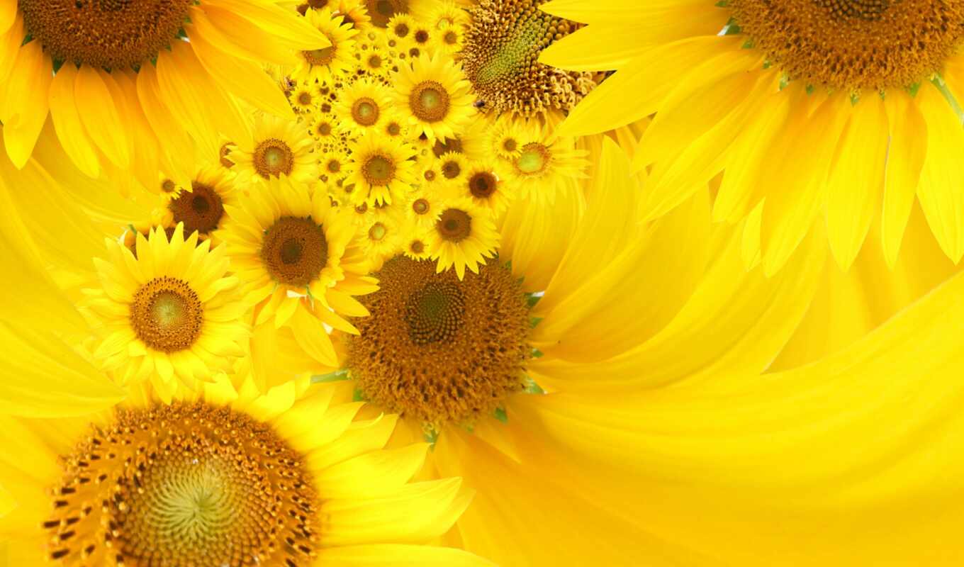 nature, background, sunflower, random