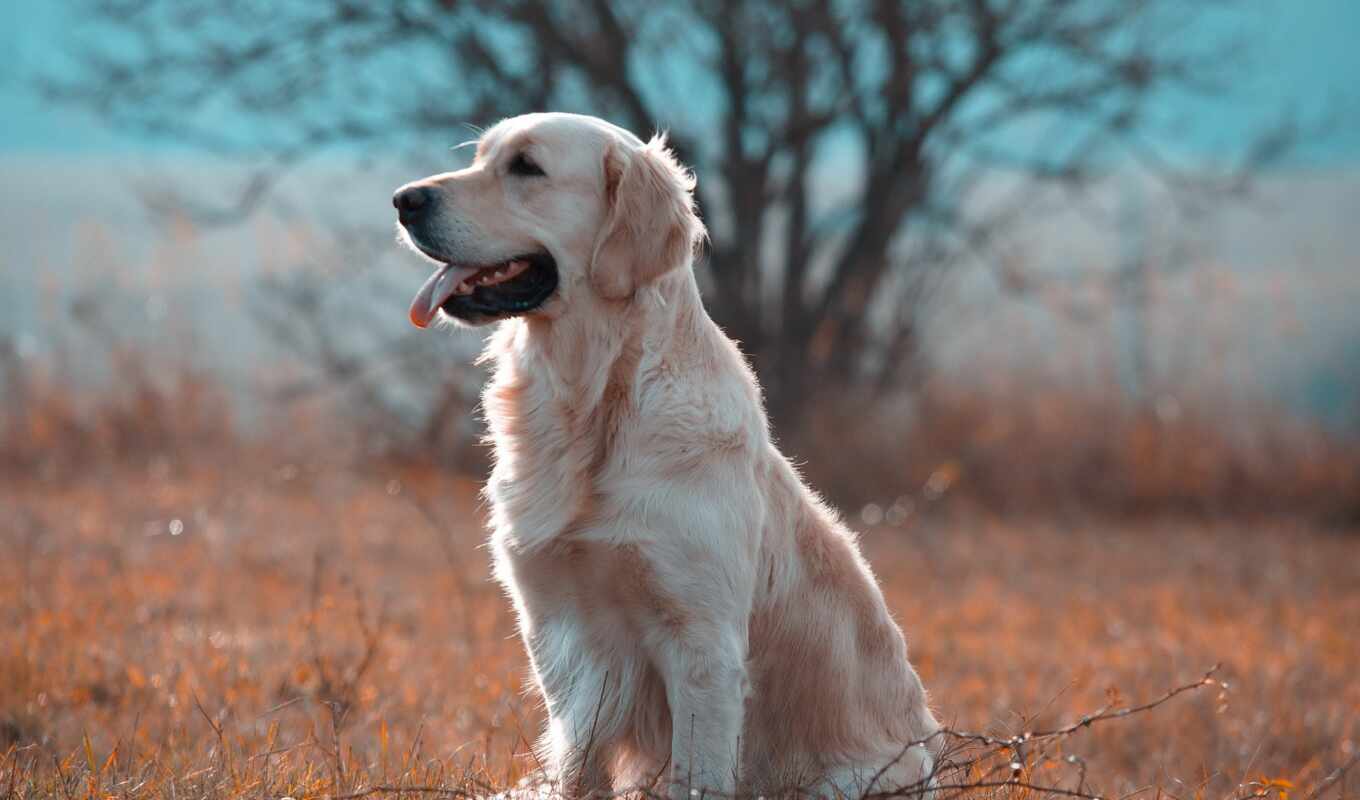 grass, dog, golden, breed, Labrador, sit, retriever