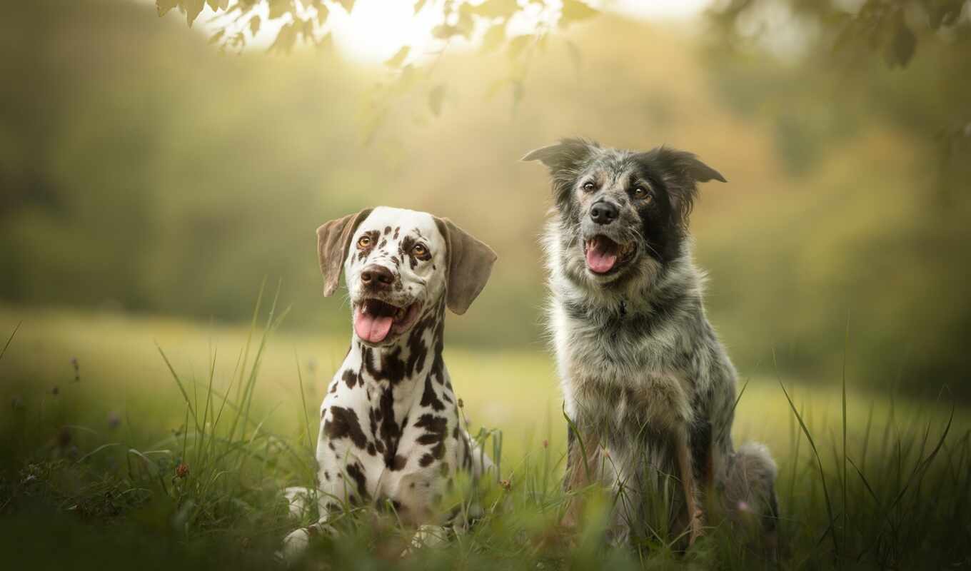 dog, breed, awesome, friend, side, two, border, collie, dalmatian, screensaver