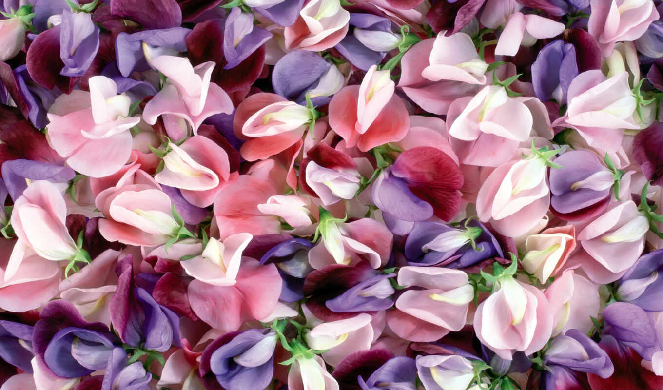 flowers, texture, purple, pink, color, screensaver, makryi