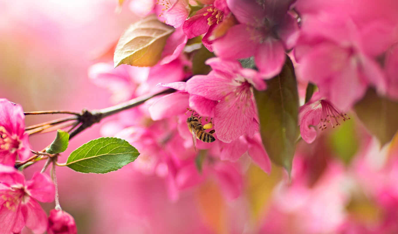 flowers, bee, dog, cherry, branch, bloom, sakura, makryi