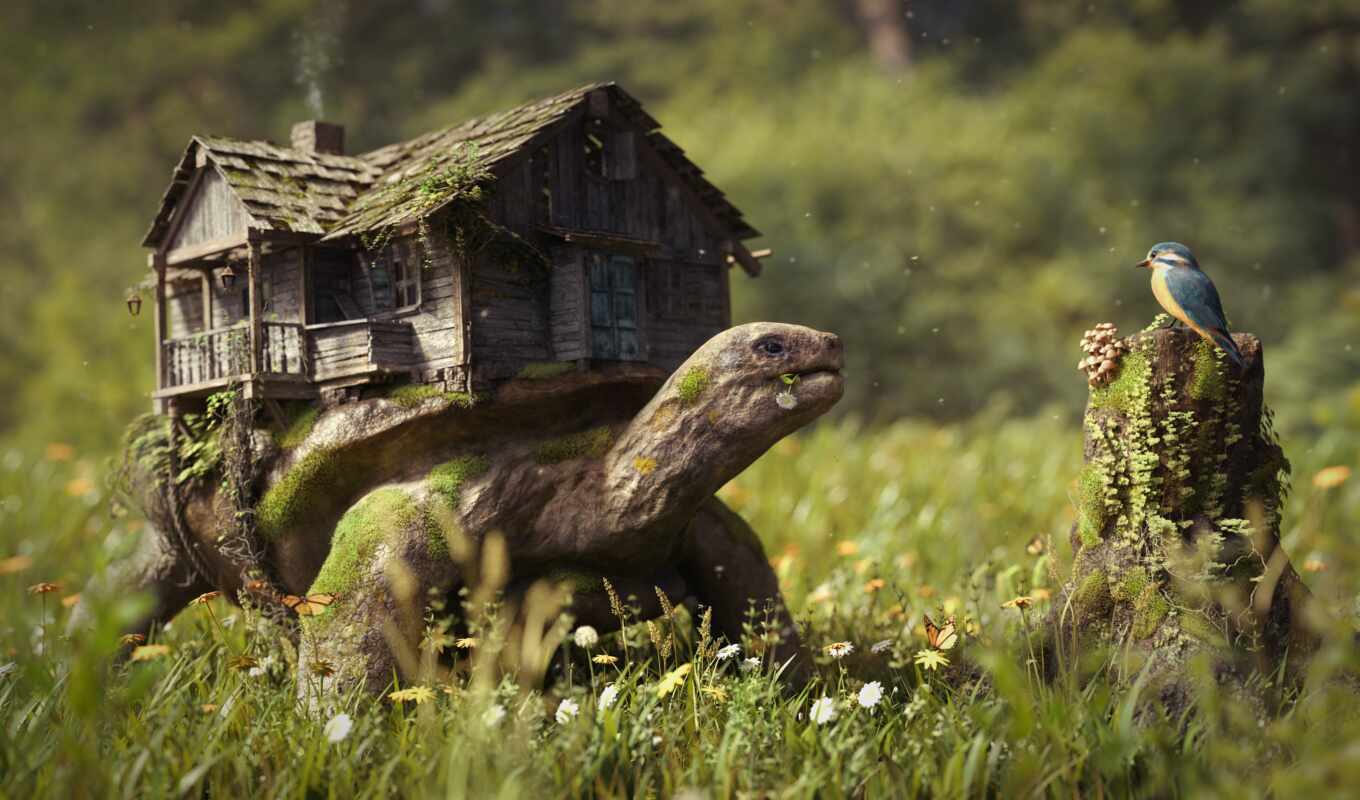 природа, house, трава, птица, черепаха
