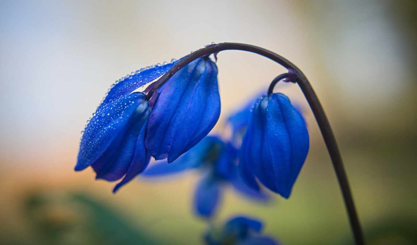 flowers, blue, stem, ruoboi