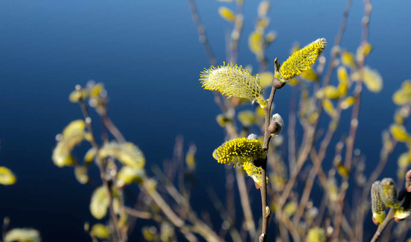 blue, macro, flower, branch, once, colour, yellow, willow, willows