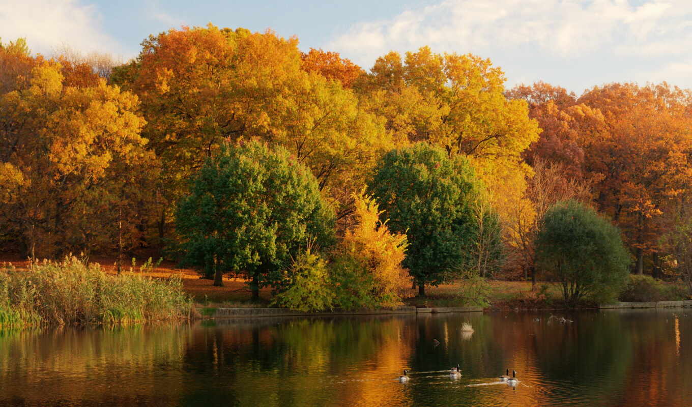 озеро, природа, года, осень, времена, листья
