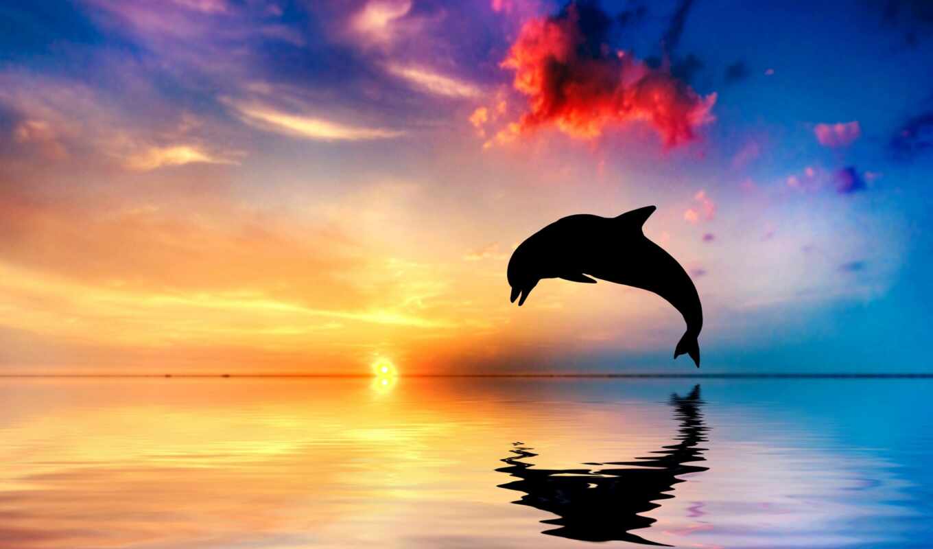 collection, telephone, fone, sky, sea, screensavers, ocean, dolphin, stock, multithematic, jumping