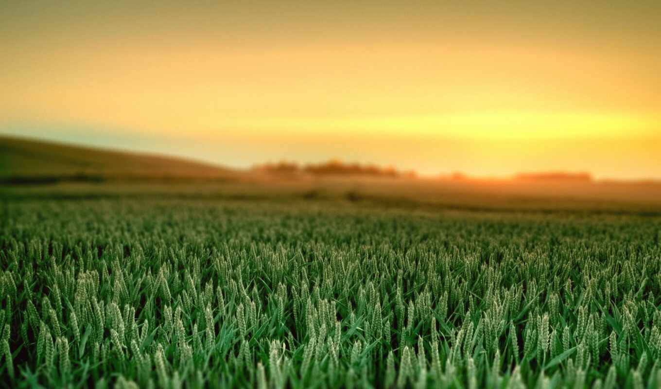 поле, зеленое, пшеница, стрелки