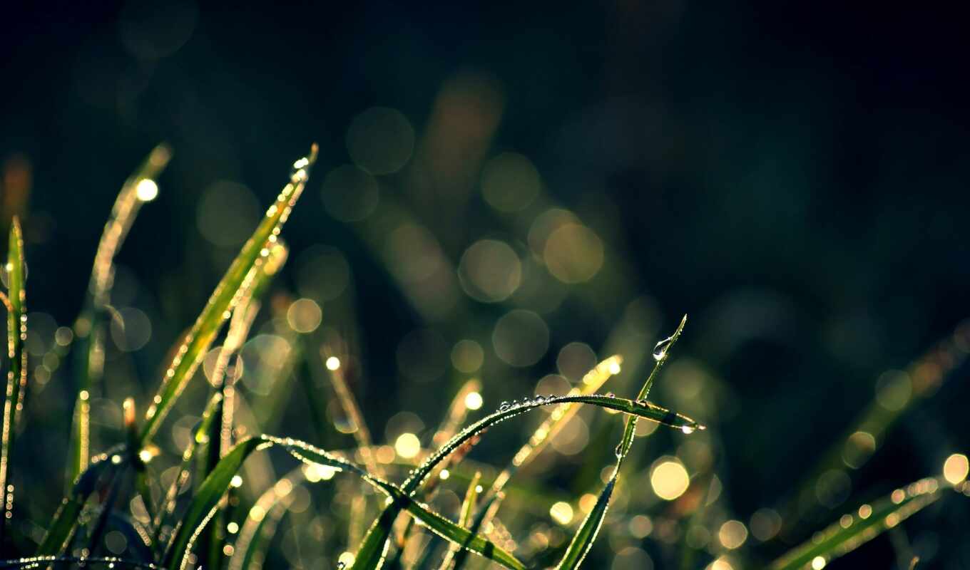 drops, macro, grass, highlights