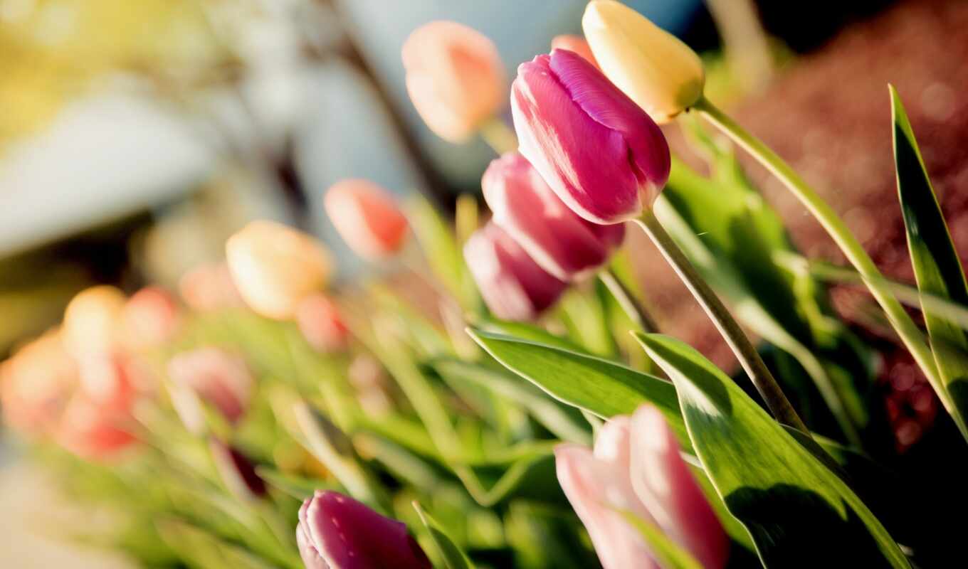 макро, розы, тюльпаны, букет, tulips, cvety, бутоны, хорошем