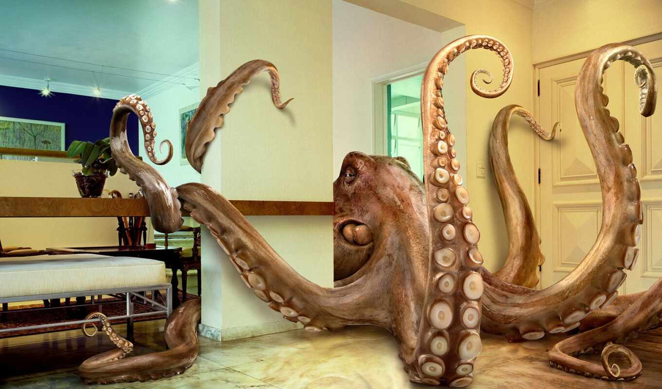 octopus, humor, room, multy, octopus