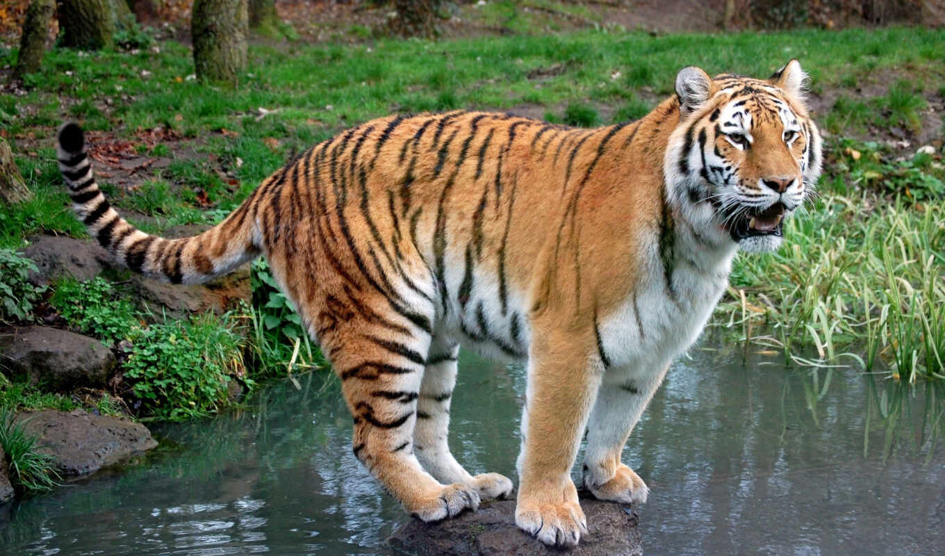 online, stone, tiger, tigers, river, puzzle