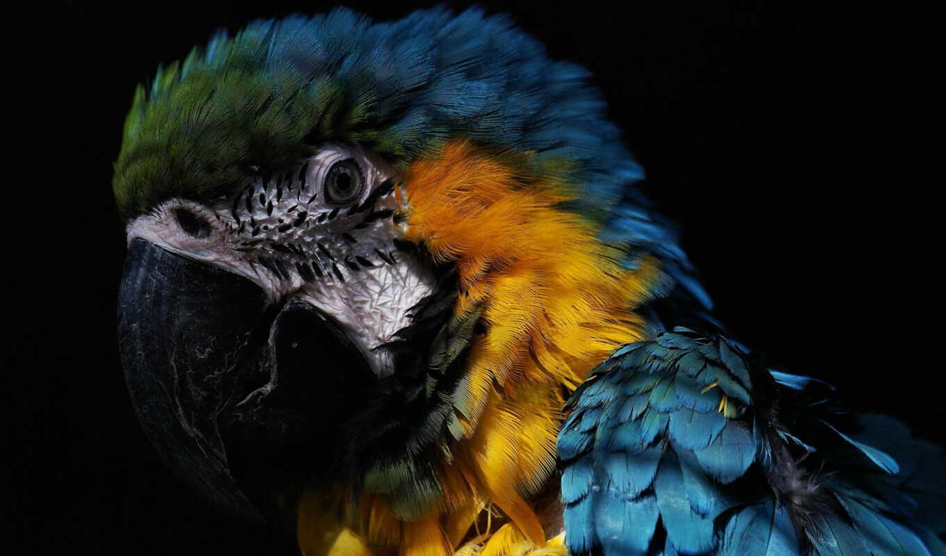 background, a parrot, animal, beautiful, black, macaw, scare