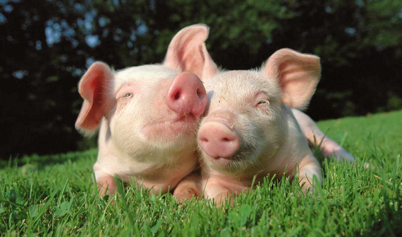 photo, home, technic, they, animal, content, two, farm, pig, sweetheart