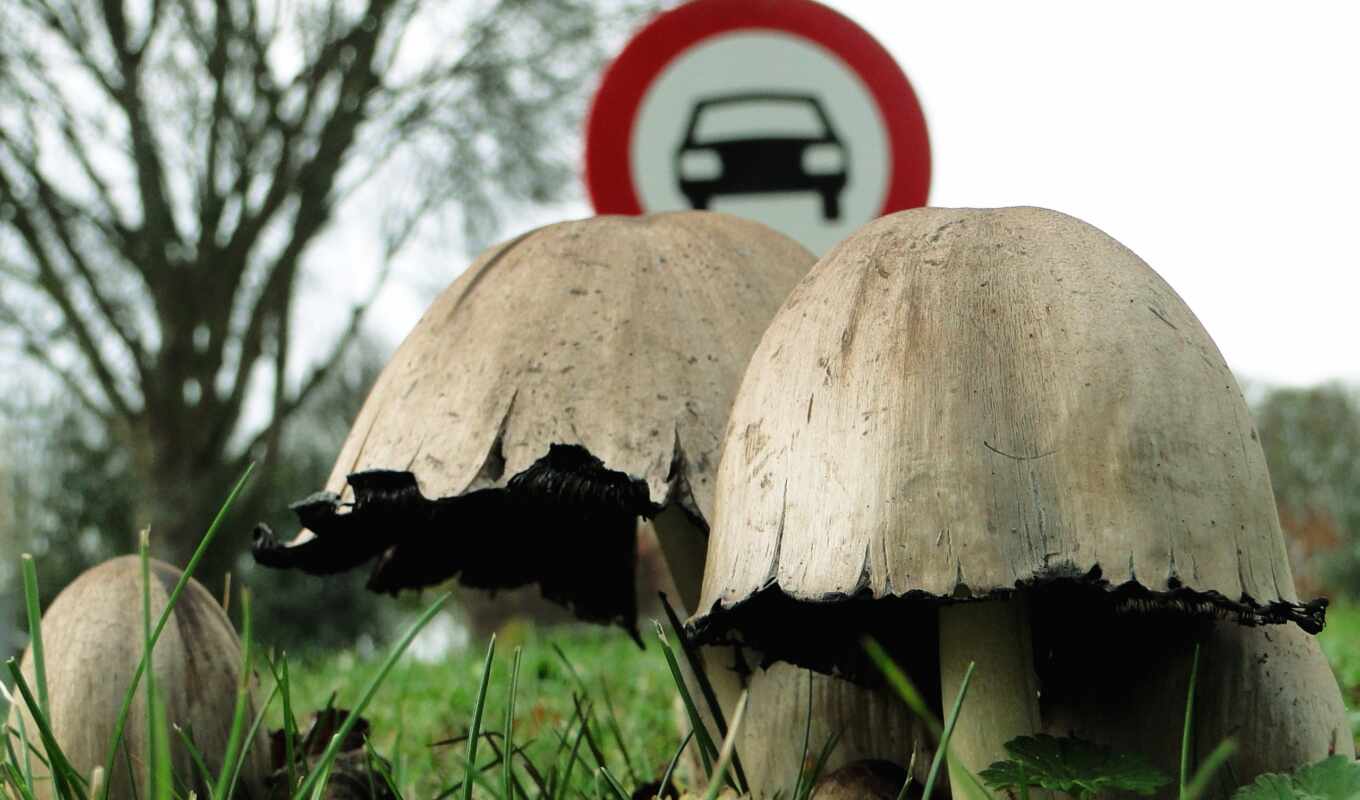 mushroom, ядовитый