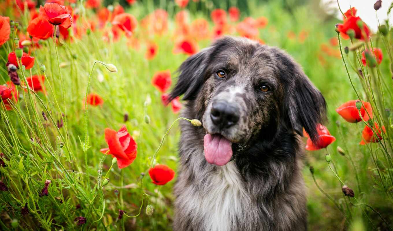 poppy, собака, цветы