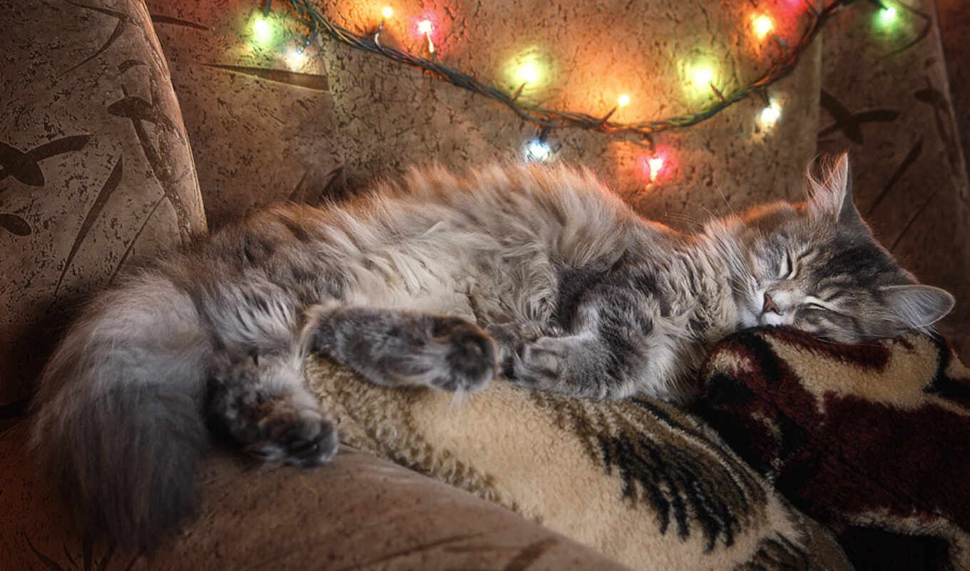 cat, lights, christmas, day