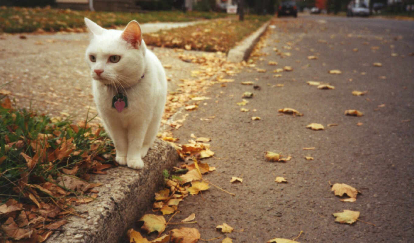 кот, leaf, gato