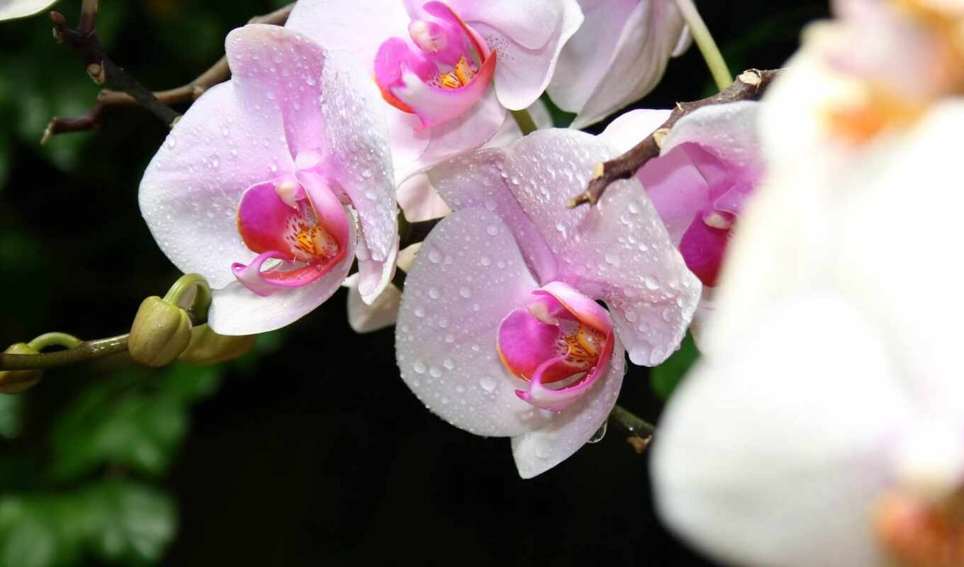 nature, flowers, drop, white, pink, orchid, moth