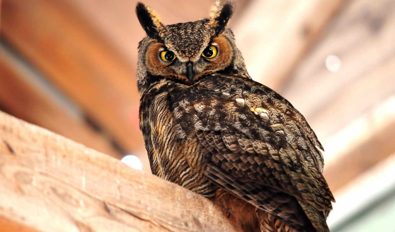 owl, great, horned