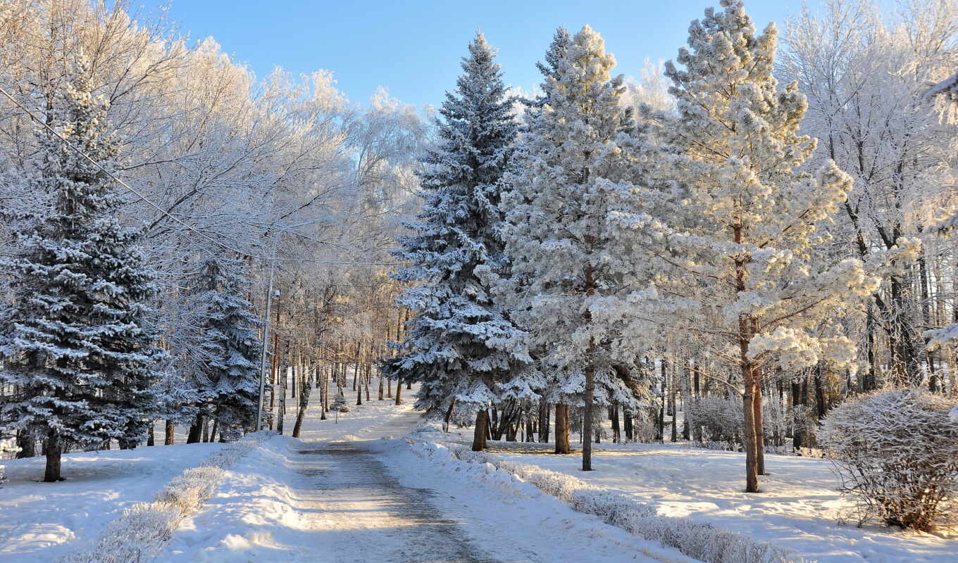 природа, деревья, снег, winter, дорога, года, ёль, времена