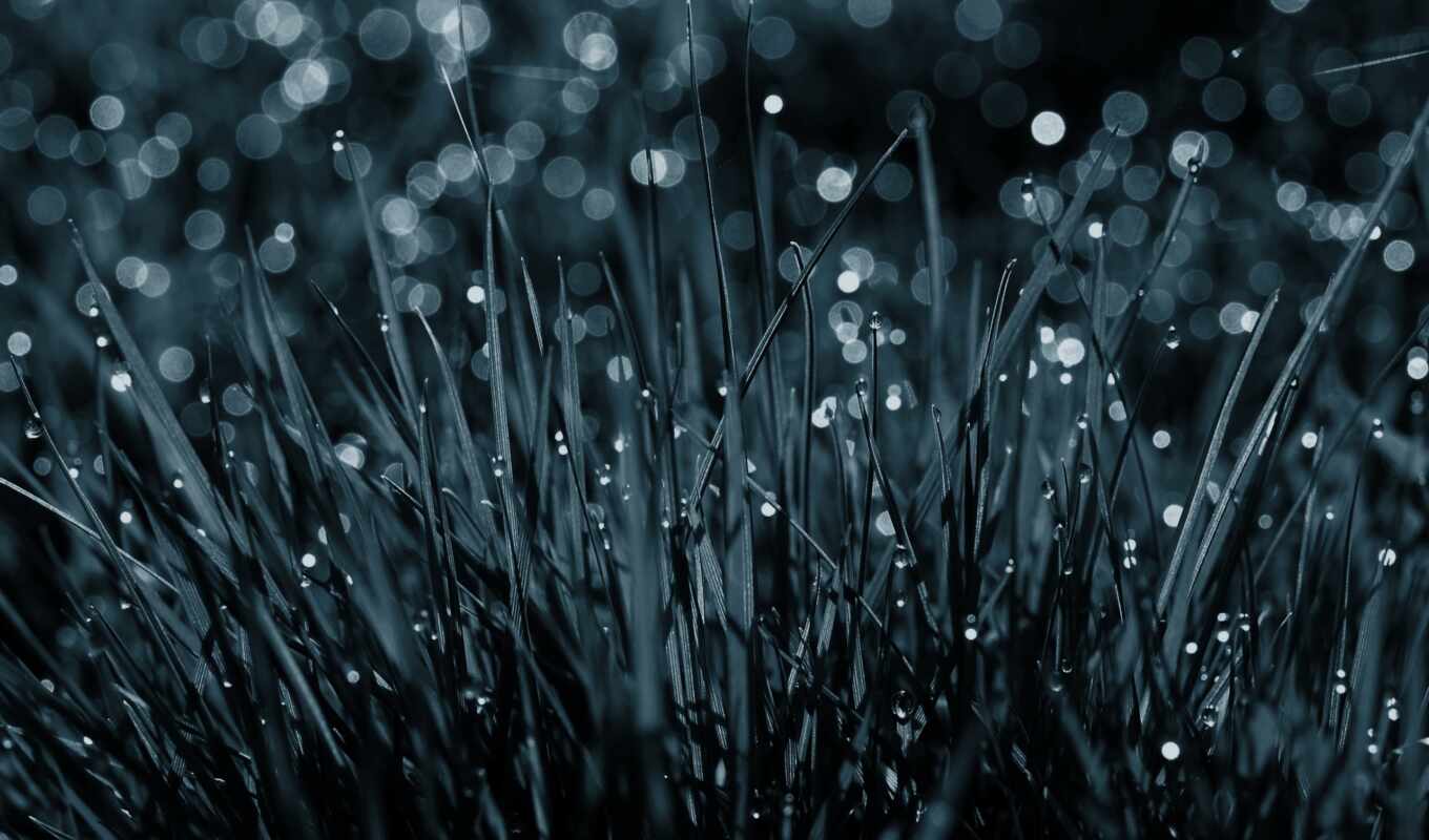 drops, rain, grass, water