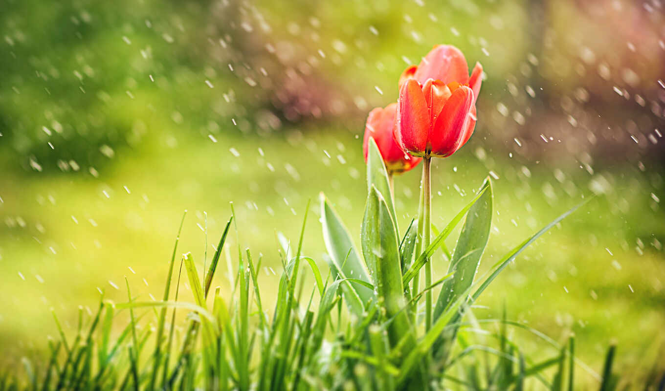 cool, under, oboi, spring, tulips, rain, cvety, tochka