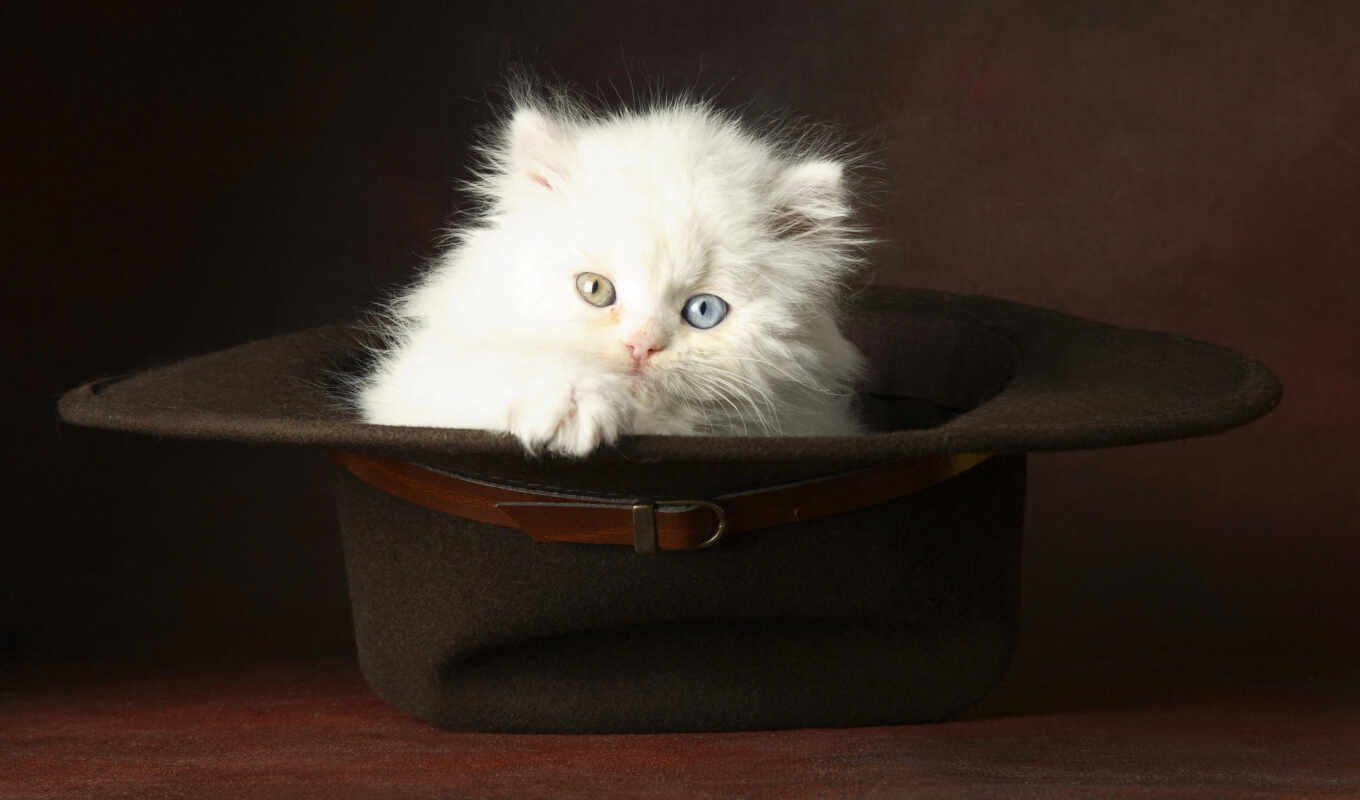 white, кот, глазами, голубыми, котята, котенок, пушистый