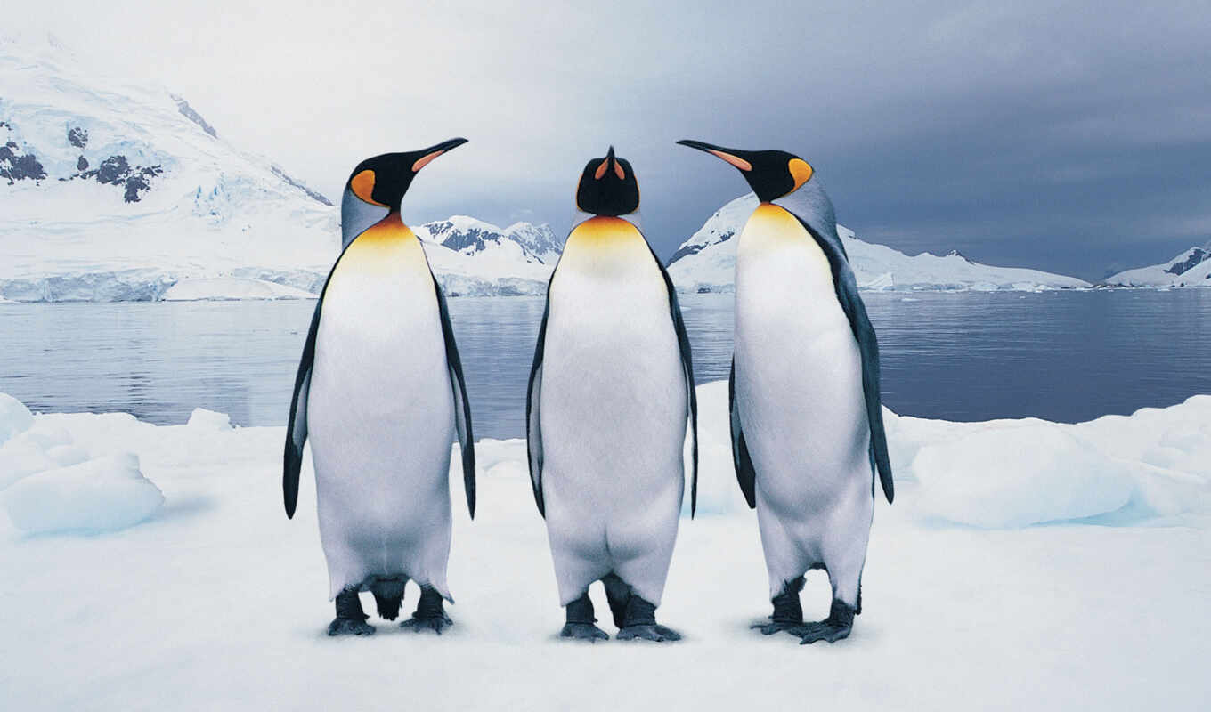 there is, penguins, whether, penguin, knees, penguins, penguin