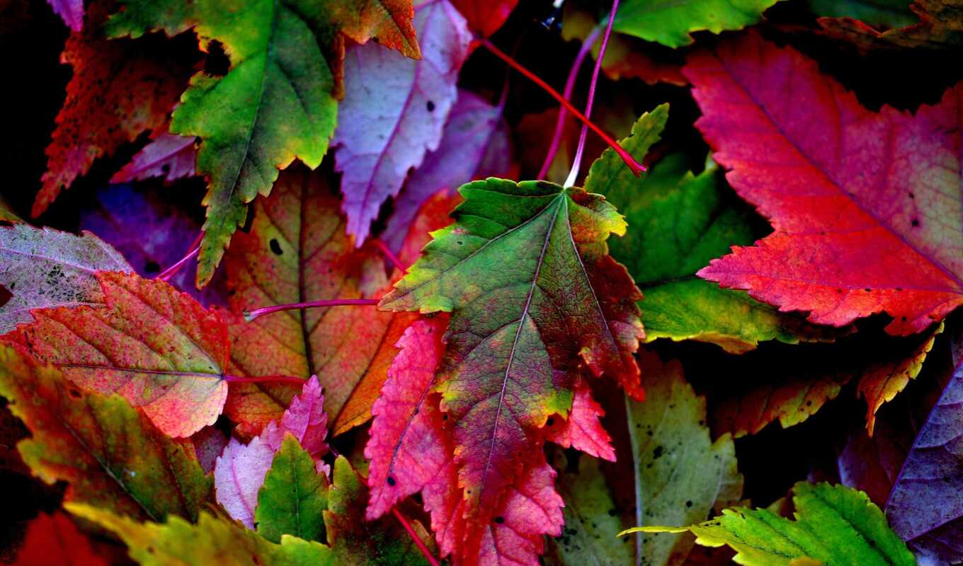 picture, tree, usa, autumn, foliage, the trunk, multicolored, colorado, forests, aspen