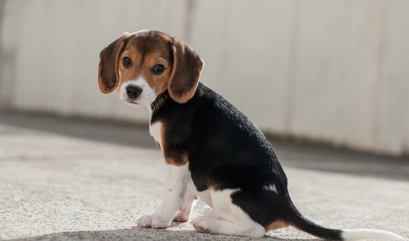 free, cute, dog, paula, puppy, breed, animal, beagle, friend, blurring, biglit